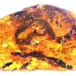 a-piece-of-amber-with-the-first-known-fossil-of-a_1.jpg
